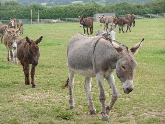The Donkey Sanctuary